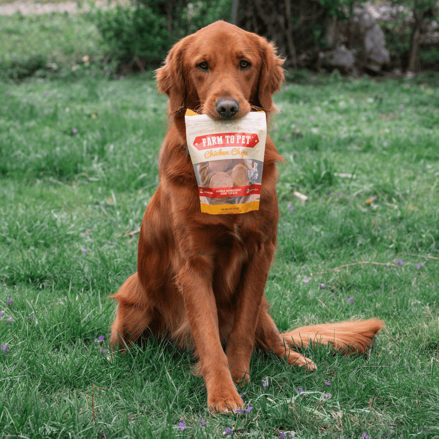 Chicken Chips for Dogs | All-Natural Single-Ingredient Dog Treats | Farm To Pet