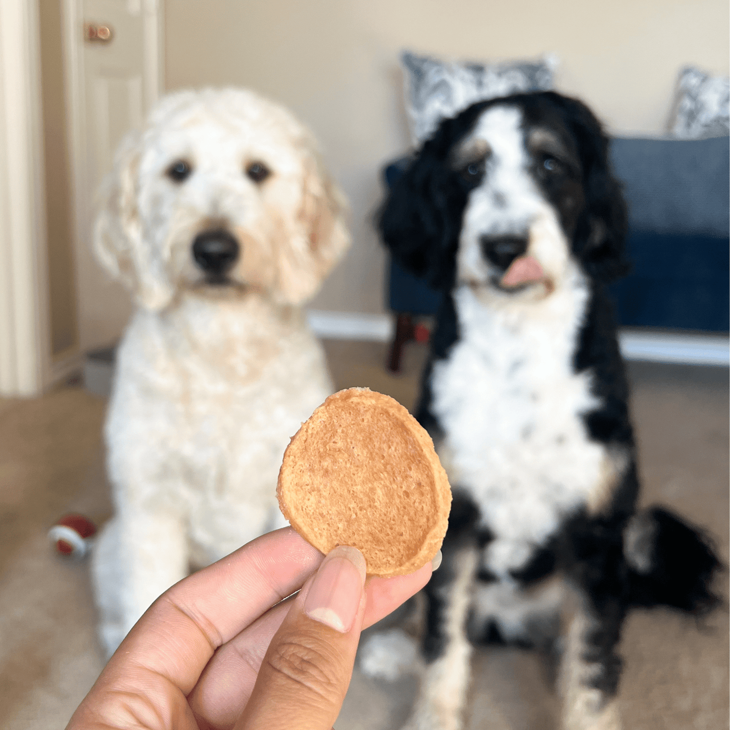 Chicken Chips for Dogs | All-Natural Single-Ingredient Dog Treats | Farm To Pet