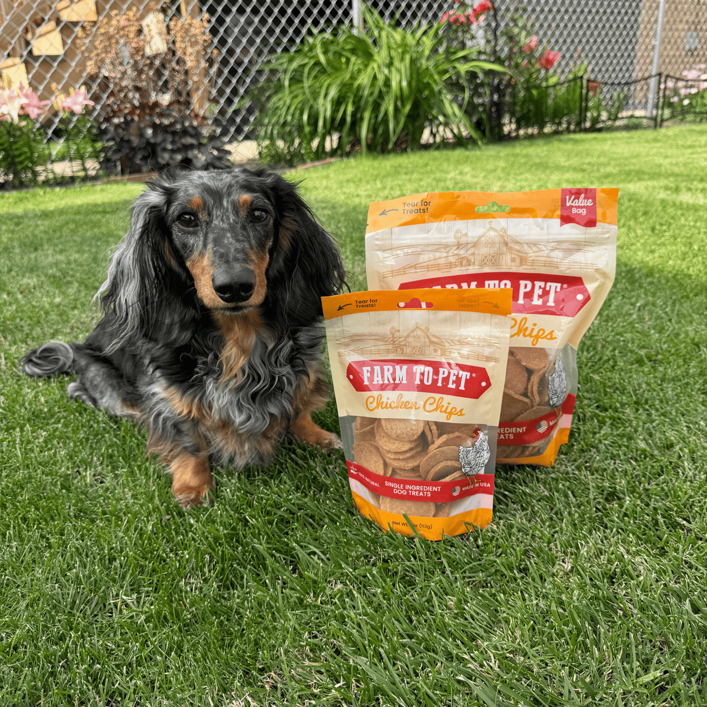 Chicken Chips for Dogs | All-Natural Single-Ingredient Dog Treats | Farm To Pet