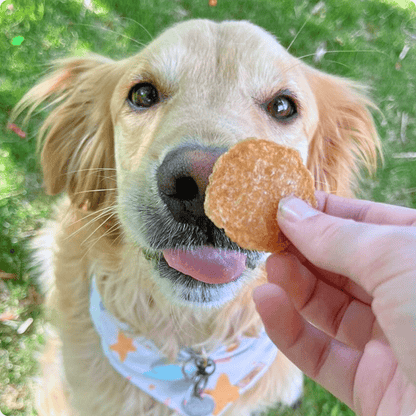 Chicken Chips for Dogs | All-Natural Single-Ingredient Dog Treats | Farm To Pet